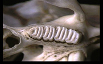 lofodontsed hambad (nt. kobras)