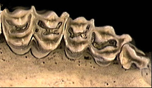 selenodontsed hambad (nt. põder, veised jmt.)